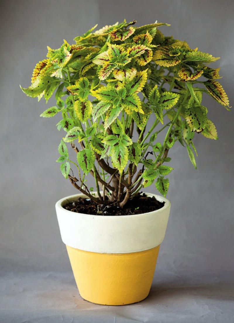 สีสันของใบไม้ สร้างสวนสวยให้คุณได้