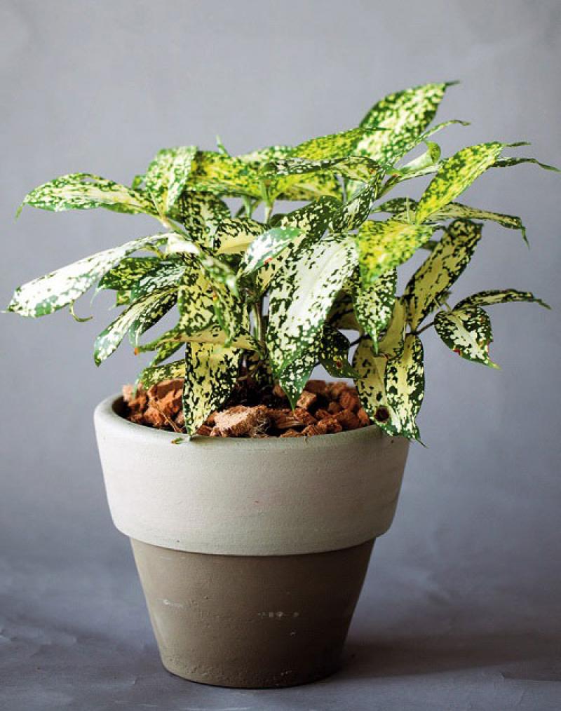 สีสันของใบไม้ สร้างสวนสวยให้คุณได้