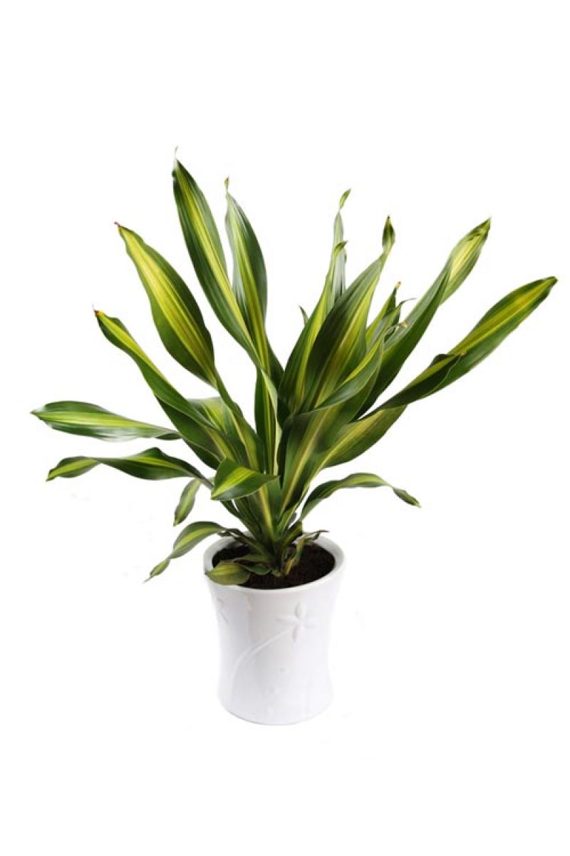 15 เหล่าต้นไม้ริมรั้วยอดนิยม