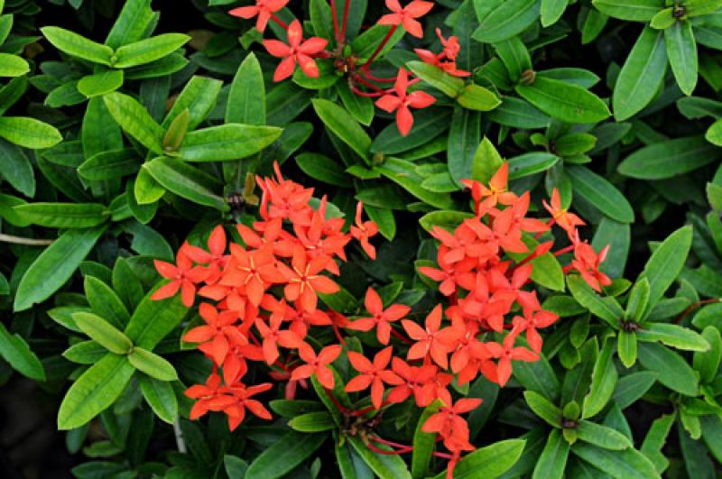 15 เหล่าต้นไม้ริมรั้วยอดนิยม