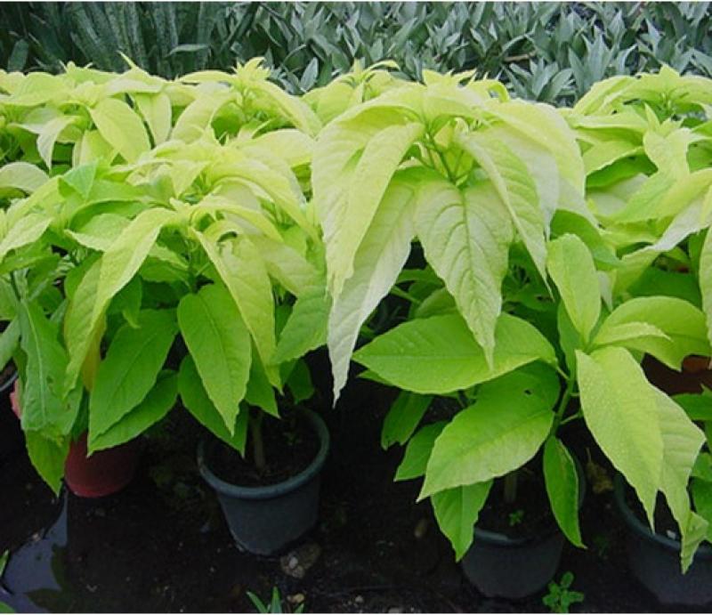 15 เหล่าต้นไม้ริมรั้วยอดนิยม