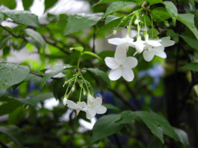 15 เหล่าต้นไม้ริมรั้วยอดนิยม