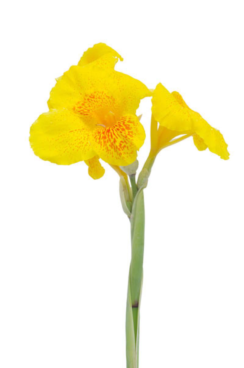 15 เหล่าต้นไม้ริมรั้วยอดนิยม