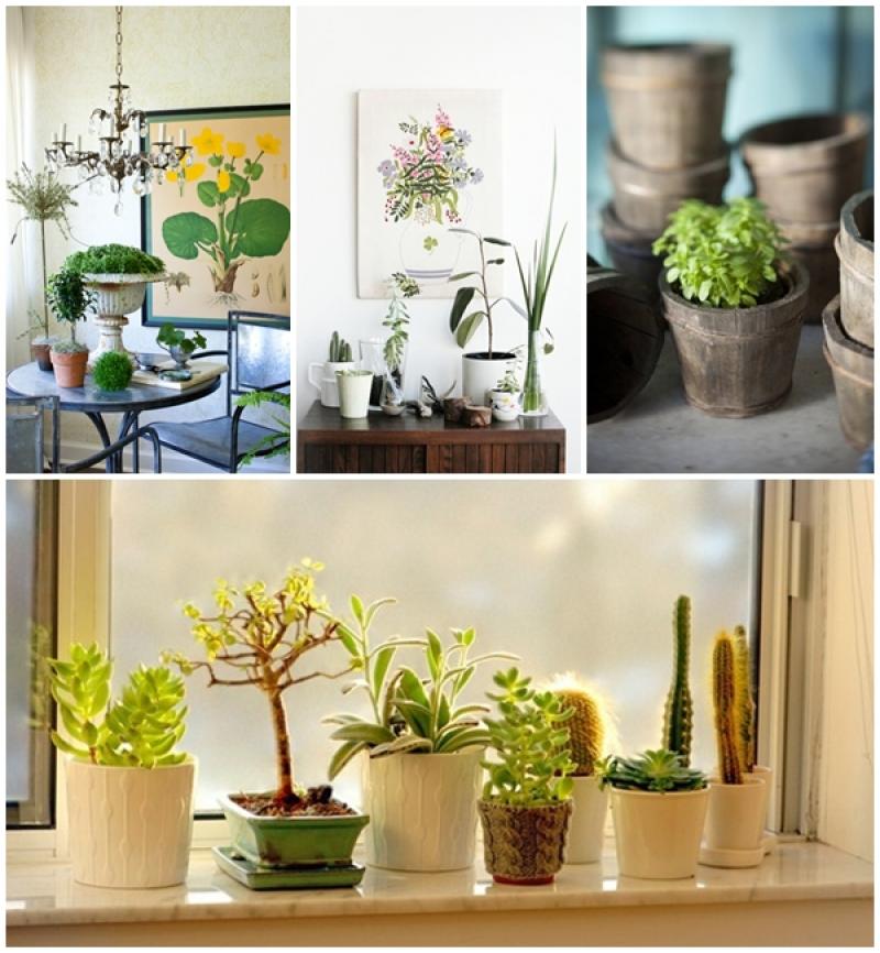 วิธีดูแลไม้ประดับในร่ม ให้เติบโตแข็งแรงสมใจคุณ