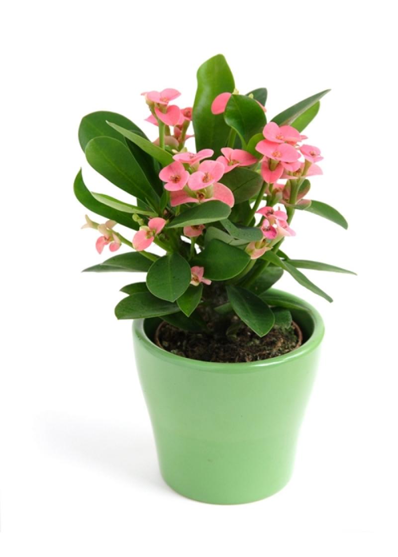 10 ไม้ดอกไม้ประดับ ตกแต่งบ้านสวยสดชื่น