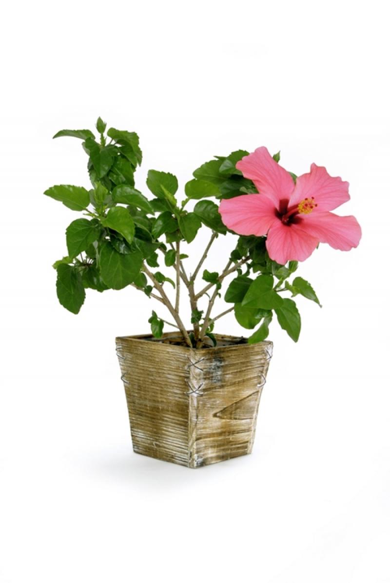 10 ไม้ดอกไม้ประดับ ตกแต่งบ้านสวยสดชื่น