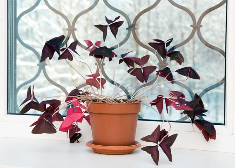 10 ไม้ดอกไม้ประดับ ตกแต่งบ้านสวยสดชื่น