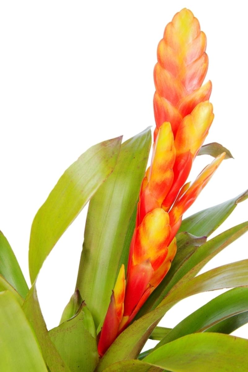 10 ไม้ดอกไม้ประดับ ตกแต่งบ้านสวยสดชื่น