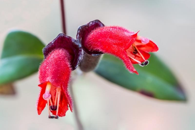 10 ไม้ดอกไม้ประดับ ตกแต่งบ้านสวยสดชื่น