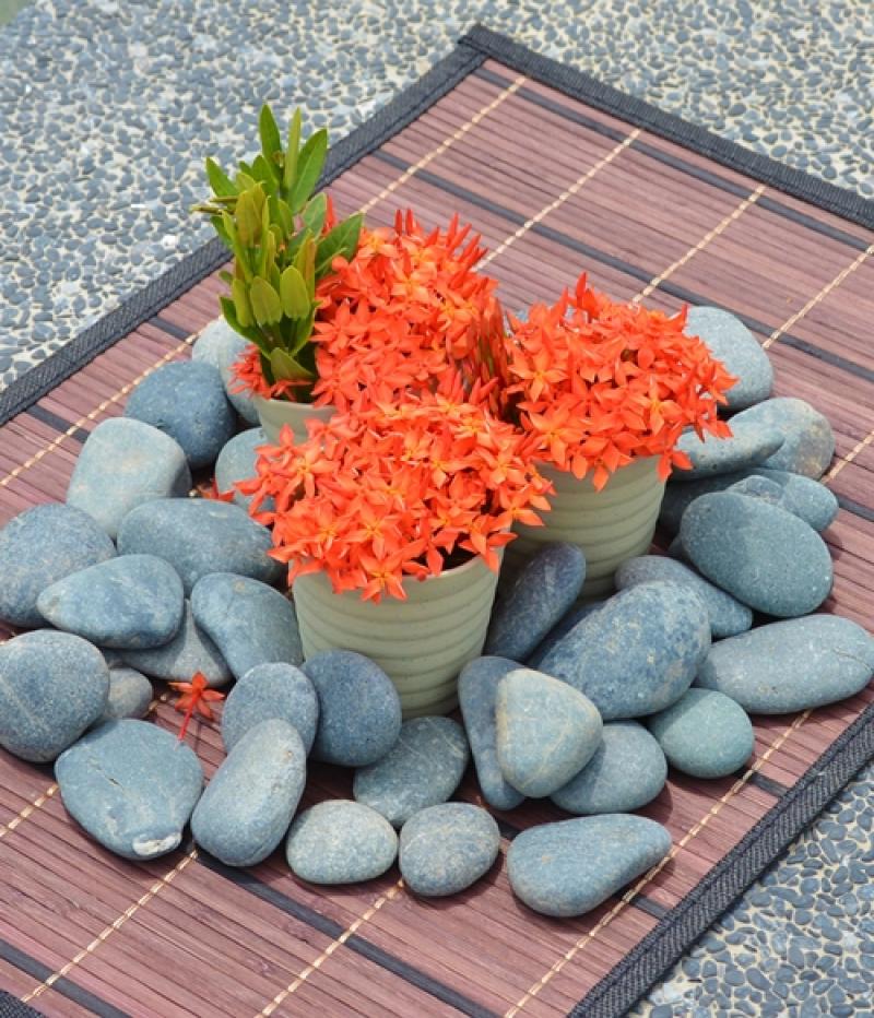 10 ไม้ดอกไม้ประดับ ตกแต่งบ้านสวยสดชื่น