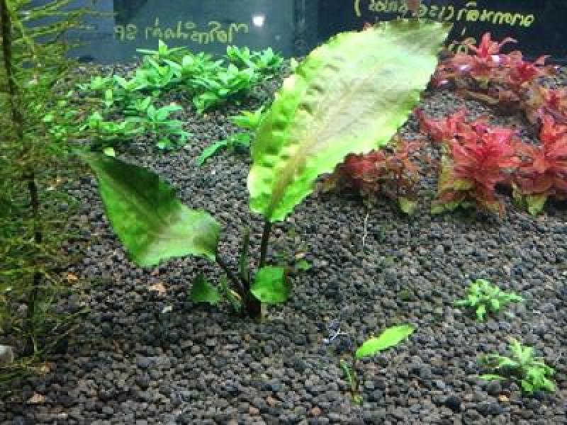 ต้นไม้ในอ่าง สร้างสวนสวย