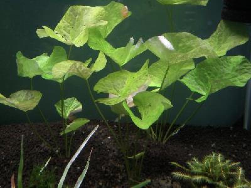 ต้นไม้ในอ่าง สร้างสวนสวย