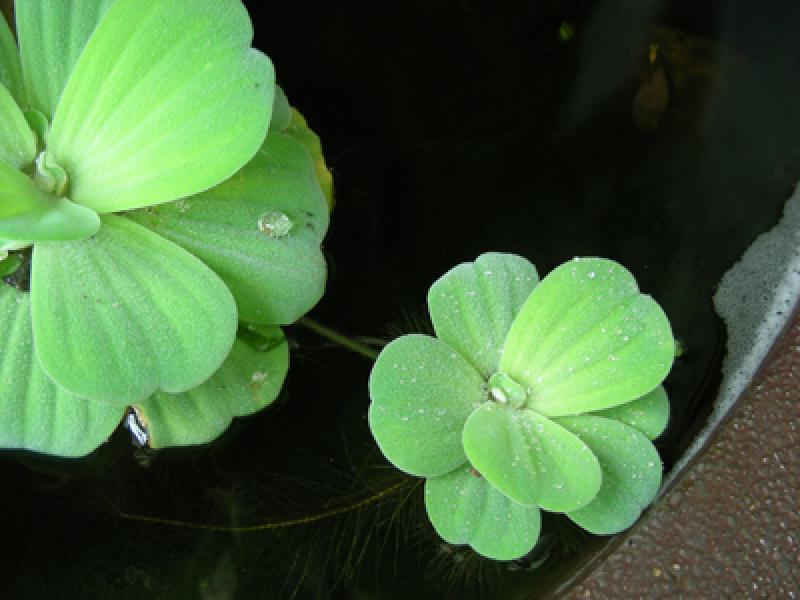 ต้นไม้ในอ่าง สร้างสวนสวย