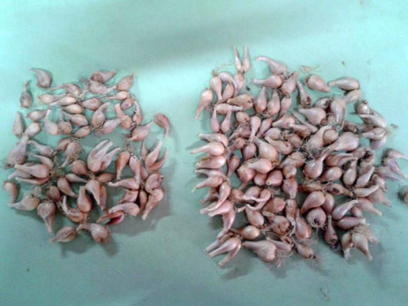 ทริคดีๆ ขยายพันธุ์ต้นหอมแบบง่ายดาย