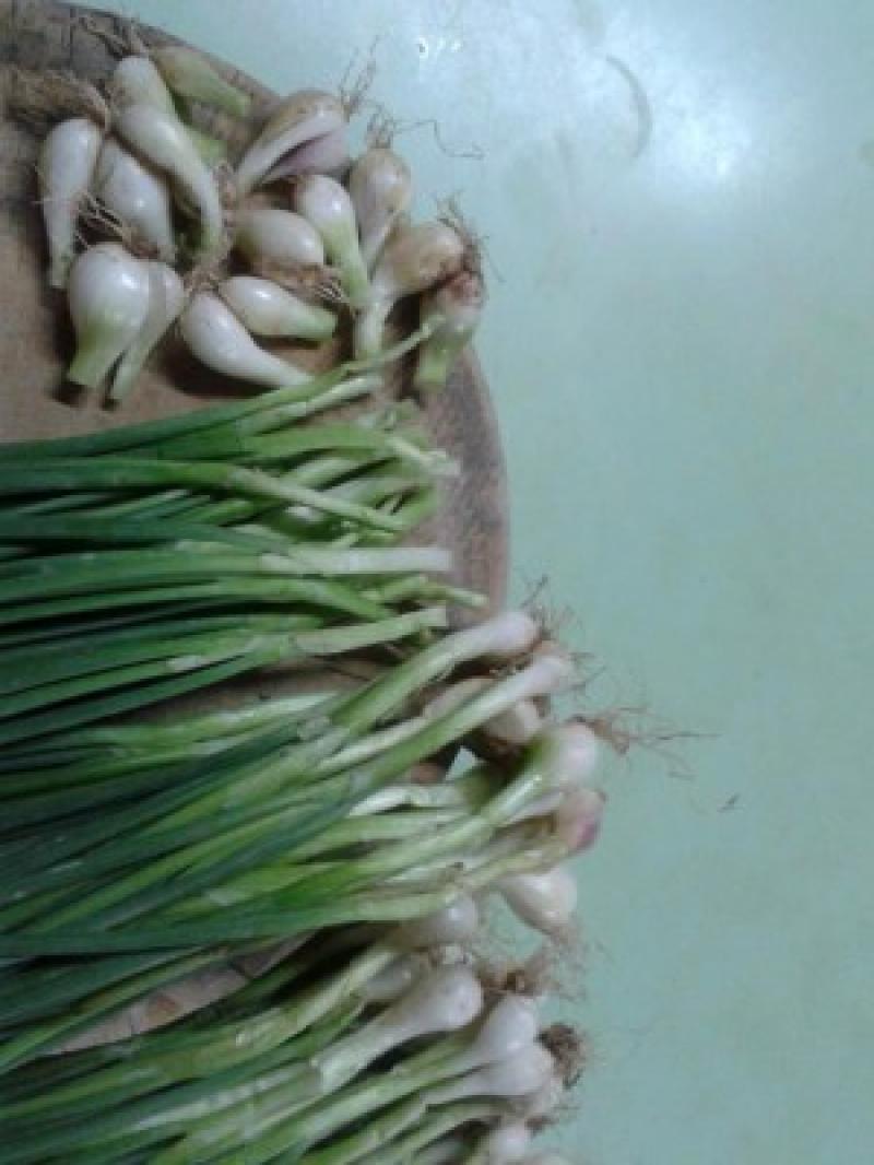 ทริคดีๆ ขยายพันธุ์ต้นหอมแบบง่ายดาย