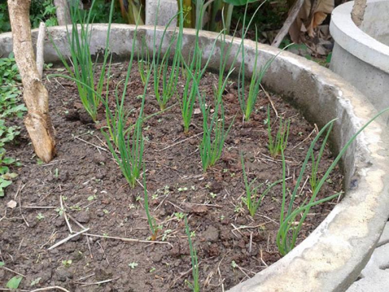 ทริคดีๆ ขยายพันธุ์ต้นหอมแบบง่ายดาย