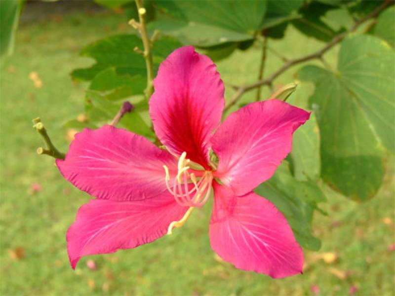 การปลูกต้นไม้ใหญ่ในบ้านรับหน้าร้อน