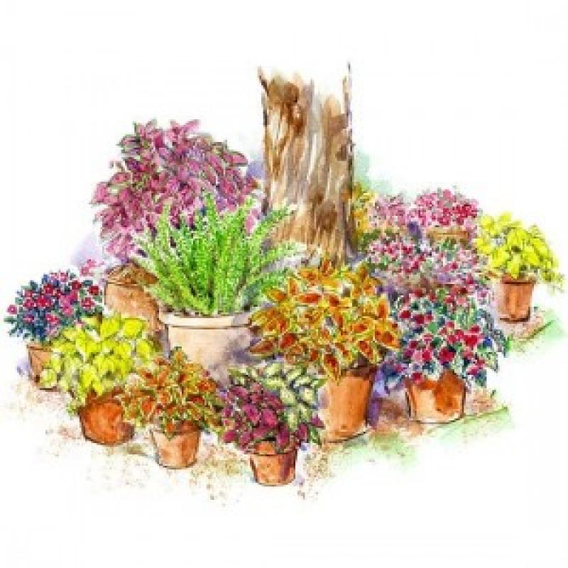 การปลูกต้นไม้ใหญ่ในบ้านรับหน้าร้อน