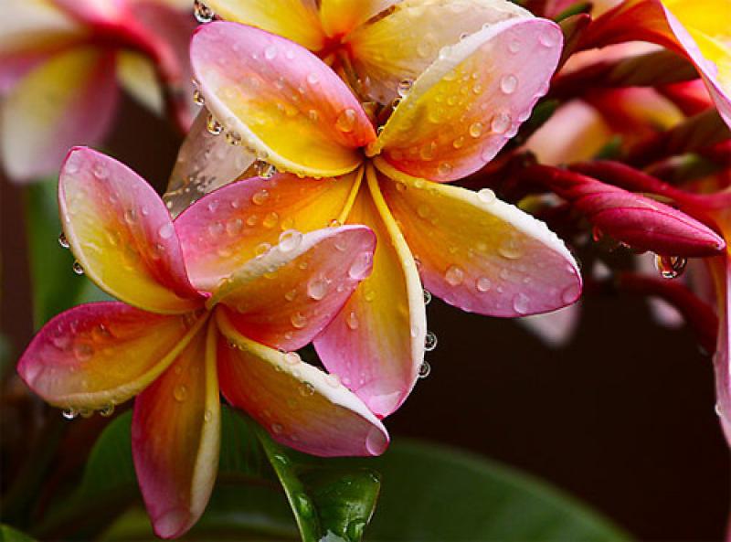 การปลูกต้นไม้ใหญ่ในบ้านรับหน้าร้อน