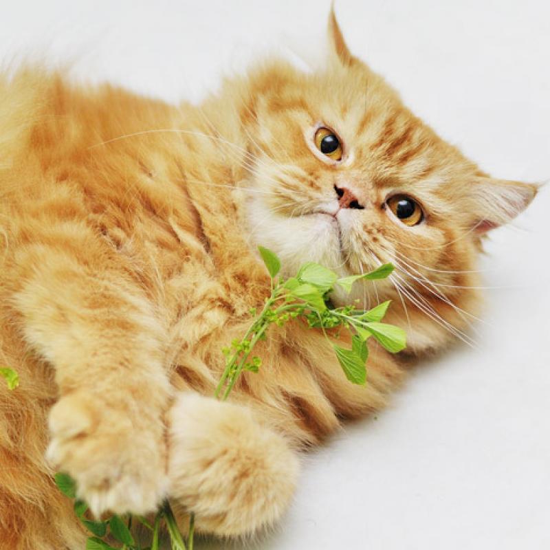 วิธีปลูกต้นแคทนิป (กัญชาแมว) เอาใจทาสแมวทั้งหลาย