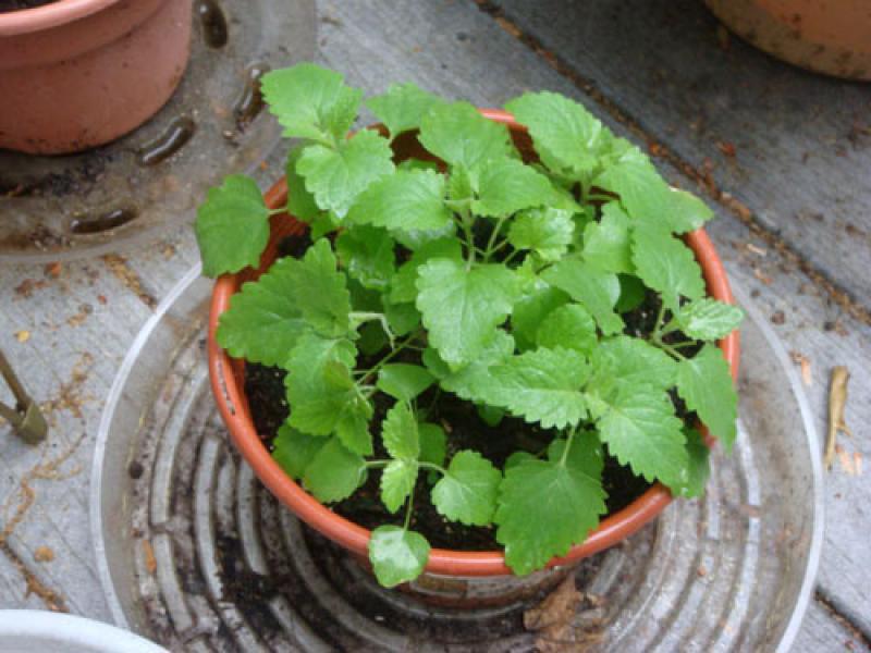 วิธีปลูกต้นแคทนิป (กัญชาแมว) เอาใจทาสแมวทั้งหลาย