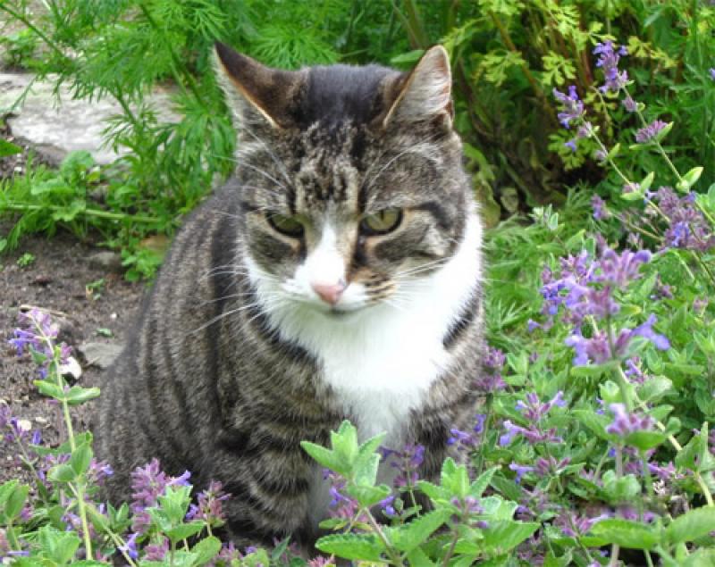 วิธีปลูกต้นแคทนิป (กัญชาแมว) เอาใจทาสแมวทั้งหลาย