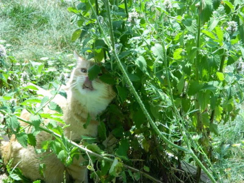 วิธีปลูกต้นแคทนิป (กัญชาแมว) เอาใจทาสแมวทั้งหลาย