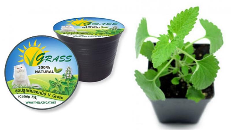 วิธีปลูกต้นแคทนิป (กัญชาแมว) เอาใจทาสแมวทั้งหลาย