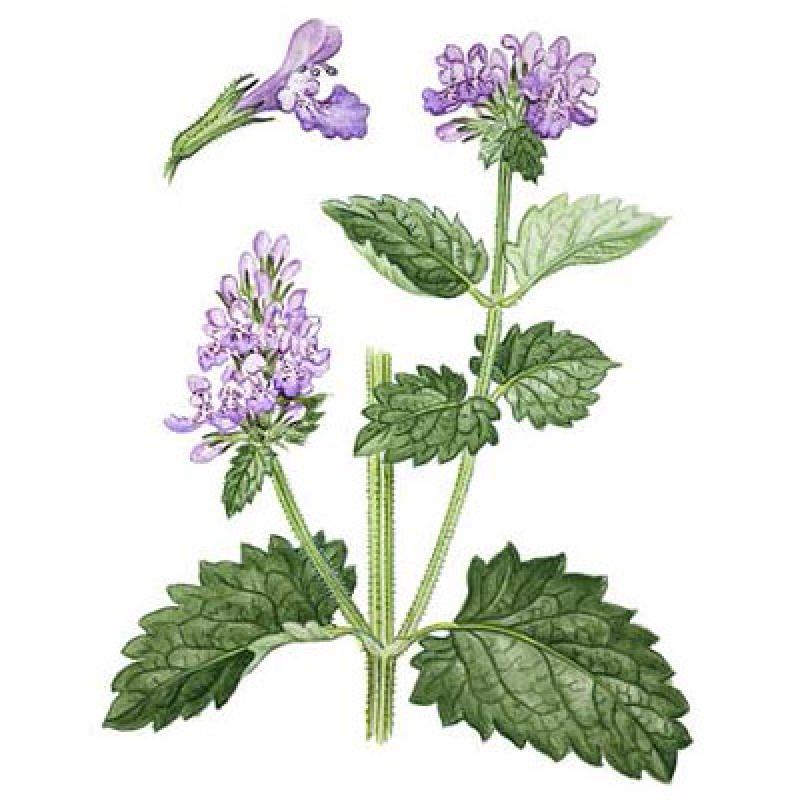 วิธีปลูกต้นแคทนิป (กัญชาแมว) เอาใจทาสแมวทั้งหลาย