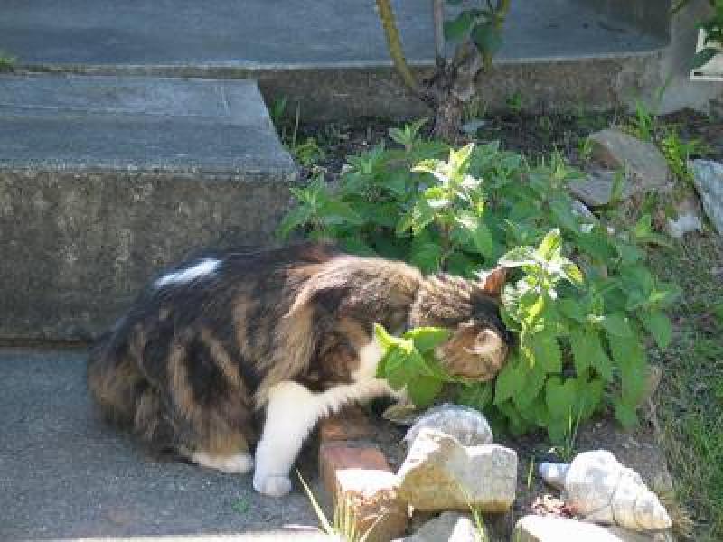 วิธีปลูกต้นแคทนิป (กัญชาแมว) เอาใจทาสแมวทั้งหลาย