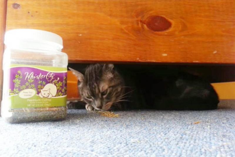 วิธีปลูกต้นแคทนิป (กัญชาแมว) เอาใจทาสแมวทั้งหลาย