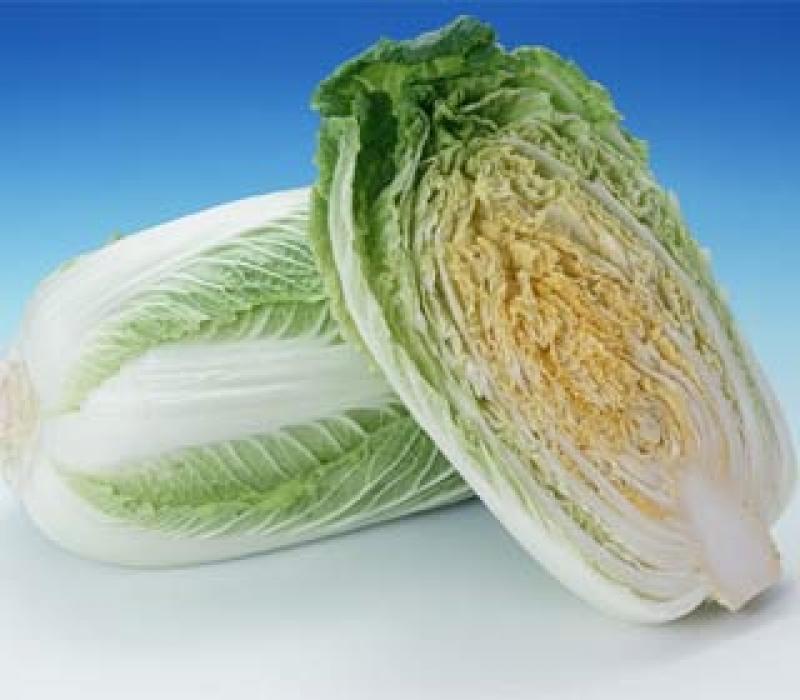 วิธีปลูกผักกาดขาวง่ายๆ ด้วยตัวเอง