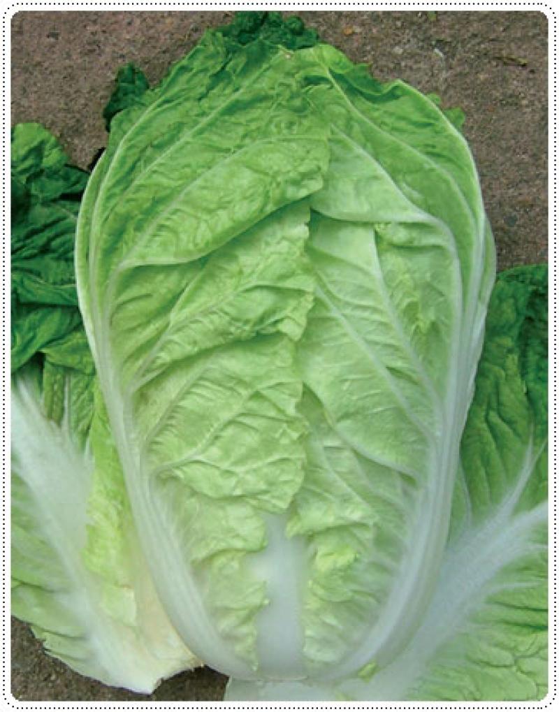 วิธีปลูกผักกาดขาวง่ายๆ ด้วยตัวเอง