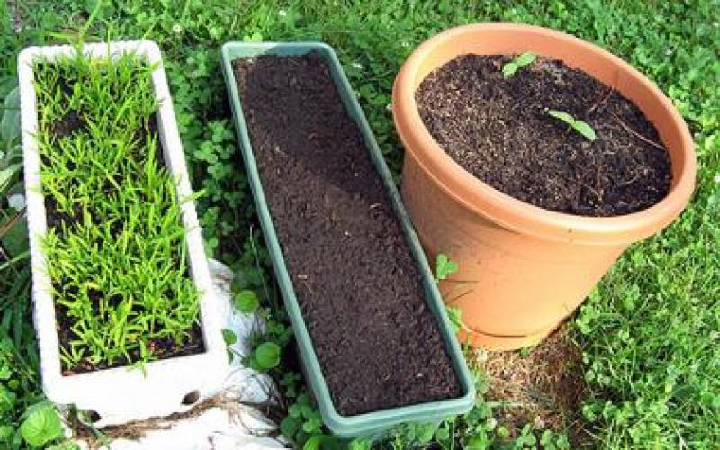 ปลูกผักบุ้งกินเองได้ง่ายๆ