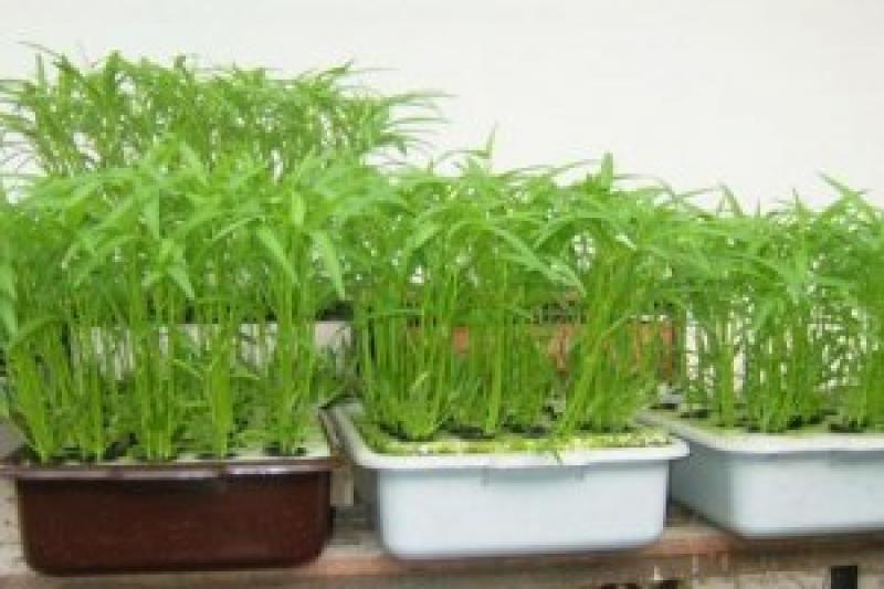 ปลูกผักบุ้งกินเองได้ง่ายๆ