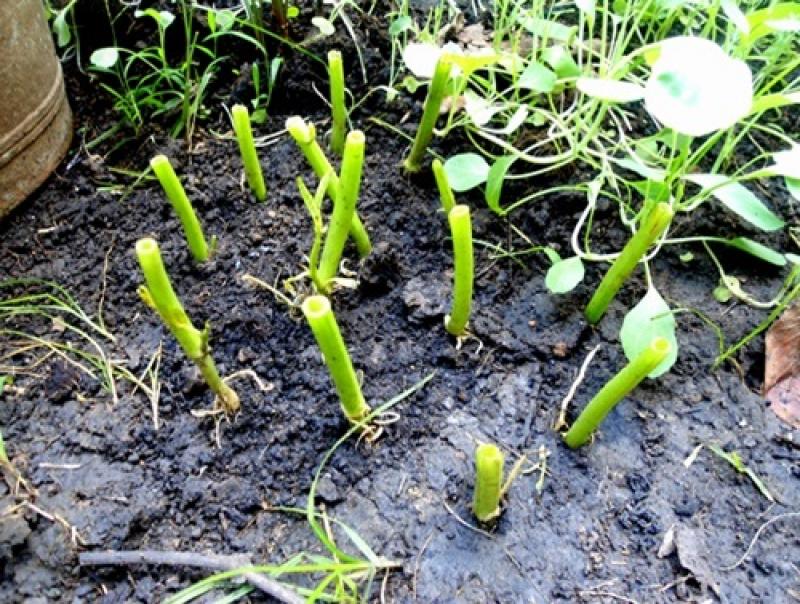 ปลูกผักบุ้งกินเองได้ง่ายๆ