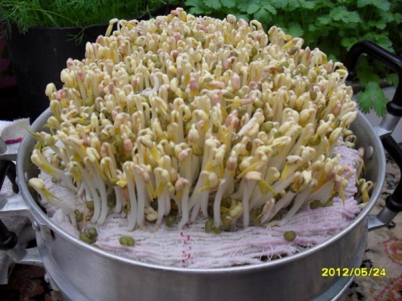 ปลูกถั่วงอกกินเองง่ายๆ