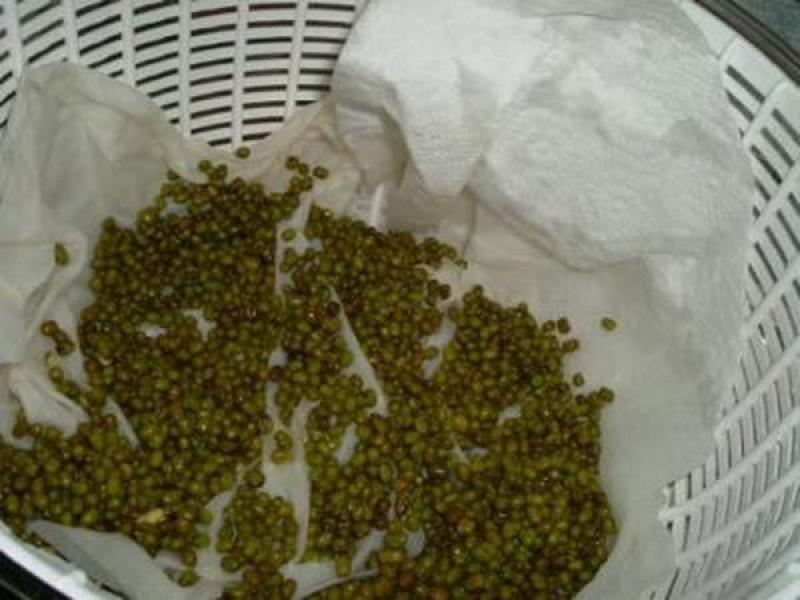 ปลูกถั่วงอกกินเองง่ายๆ