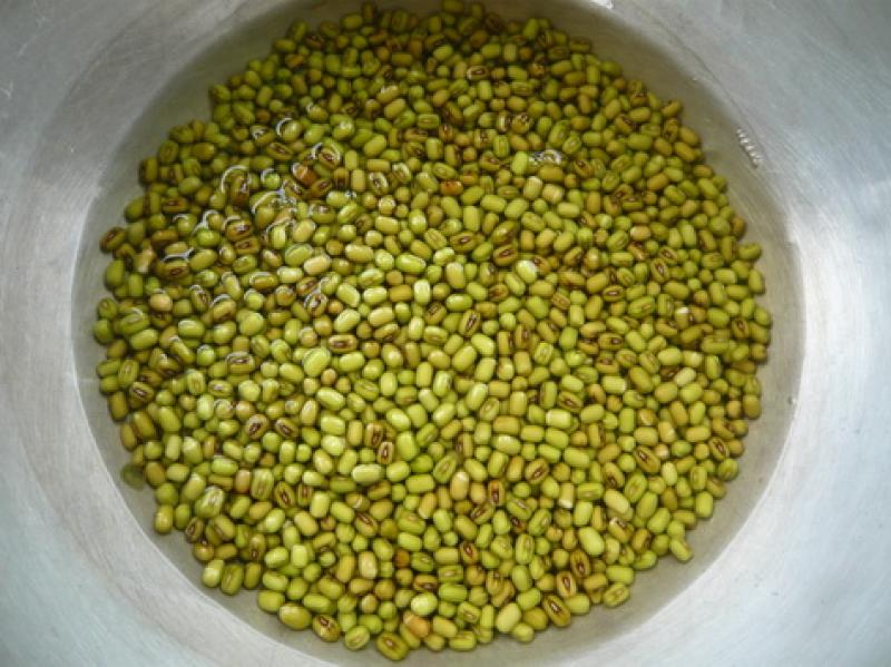 ปลูกถั่วงอกกินเองง่ายๆ