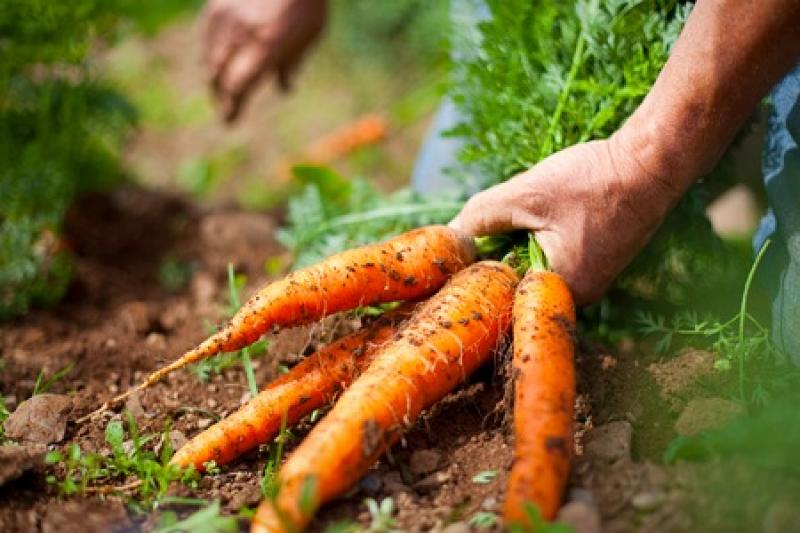 ปลูกแครอทง่ายๆ ด้วยตัวเอง