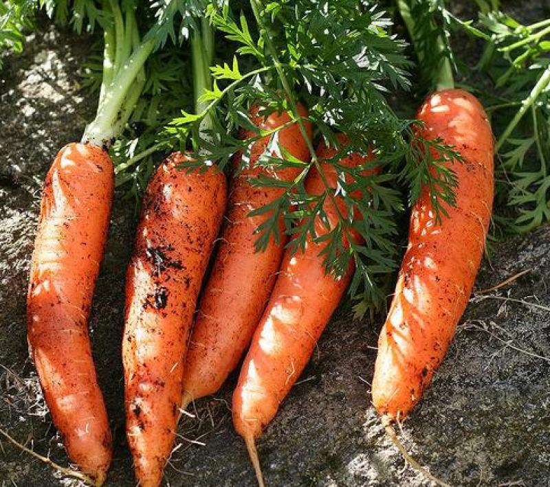 ปลูกแครอทง่ายๆ ด้วยตัวเอง