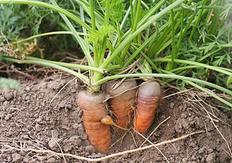 ปลูกแครอทง่ายๆ ด้วยตัวเอง