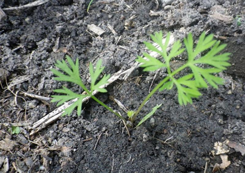 ปลูกแครอทง่ายๆ ด้วยตัวเอง