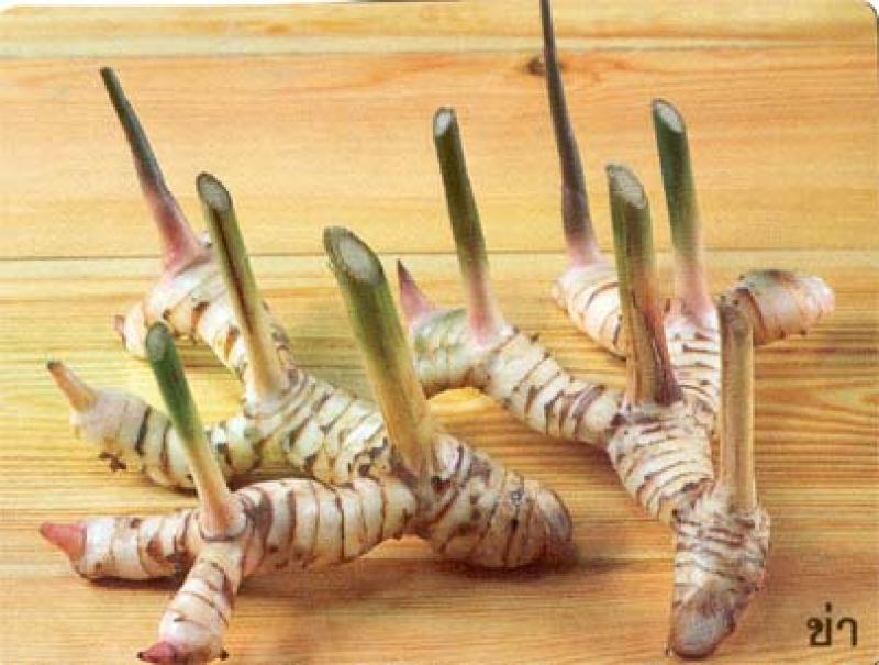 การปลูกต้นข่าง่ายๆด้วยตัวเอง