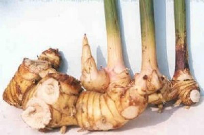 การปลูกต้นข่าง่ายๆด้วยตัวเอง