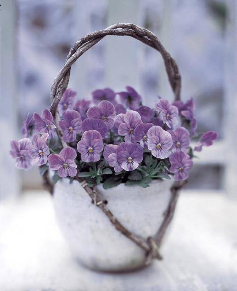 สวนกระถางเล็กๆ เพิ่มชีวิตชีวาให้บ้านเรา