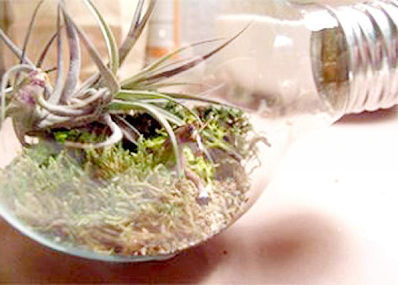 ไอเดียเจ๋งๆ สวนจิ๋วในหลอดไฟ