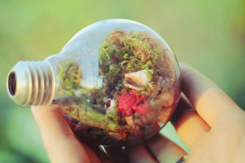 ไอเดียเจ๋งๆ สวนจิ๋วในหลอดไฟ