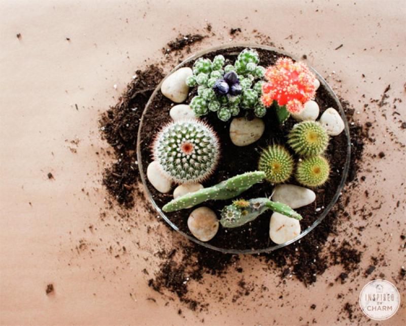 เทคนิคการดูแล แค็กตัส หรือ ตะบองเพชร