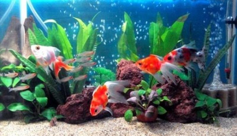 เลี้ยงปลาตู้เสริมฮวงจุ้ย